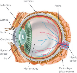 TEMA 7: RECEPTORES SENSORIALES