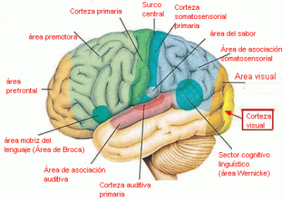 WEBQUEST  EL CEREBRO HUMANO